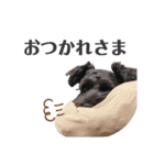 黒シュナのむむちゃん（個別スタンプ：11）