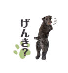 黒シュナのむむちゃん（個別スタンプ：14）