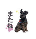 黒シュナのむむちゃん（個別スタンプ：16）