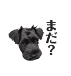 黒シュナのむむちゃん（個別スタンプ：18）