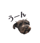 黒シュナのむむちゃん（個別スタンプ：23）