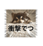 チワワのれいぽんのワンダフルデイズ（個別スタンプ：1）