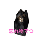 チワワのれいぽんのワンダフルデイズ（個別スタンプ：3）