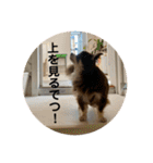 チワワのれいぽんのワンダフルデイズ（個別スタンプ：4）