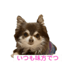 チワワのれいぽんのワンダフルデイズ（個別スタンプ：6）