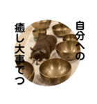 チワワのれいぽんのワンダフルデイズ（個別スタンプ：9）