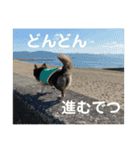チワワのれいぽんのワンダフルデイズ（個別スタンプ：12）