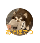 チワワのれいぽんのワンダフルデイズ（個別スタンプ：13）
