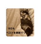 チワワのれいぽんのワンダフルデイズ（個別スタンプ：14）