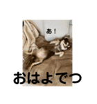 チワワのれいぽんのワンダフルデイズ（個別スタンプ：15）