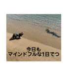 チワワのれいぽんのワンダフルデイズ（個別スタンプ：22）