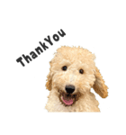 Django the Poodle（個別スタンプ：1）