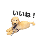 Django the Poodle（個別スタンプ：2）