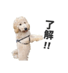 Django the Poodle（個別スタンプ：3）