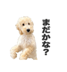 Django the Poodle（個別スタンプ：4）