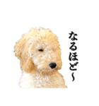 Django the Poodle（個別スタンプ：5）