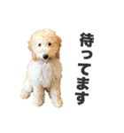 Django the Poodle（個別スタンプ：6）