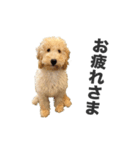 Django the Poodle（個別スタンプ：7）