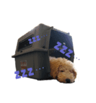 Django the Poodle（個別スタンプ：8）