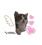 愛しの愛猫つなたん。（個別スタンプ：1）