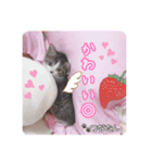 愛しの愛猫つなたん。（個別スタンプ：2）