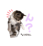 愛しの愛猫つなたん。（個別スタンプ：3）
