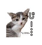 愛しの愛猫つなたん。（個別スタンプ：4）