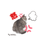 愛しの愛猫つなたん。（個別スタンプ：5）