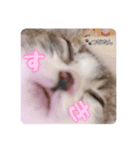 愛しの愛猫つなたん。（個別スタンプ：6）