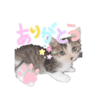 愛しの愛猫つなたん。（個別スタンプ：7）