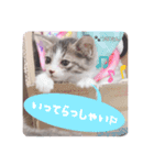 愛しの愛猫つなたん。（個別スタンプ：8）