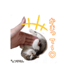 愛しの愛猫つなたん。（個別スタンプ：10）