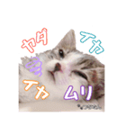 愛しの愛猫つなたん。（個別スタンプ：11）