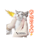 愛しの愛猫つなたん。（個別スタンプ：12）