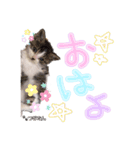 愛しの愛猫つなたん。（個別スタンプ：13）