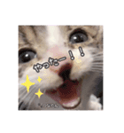 愛しの愛猫つなたん。（個別スタンプ：14）
