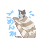 愛しの愛猫つなたん。（個別スタンプ：16）