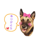我が家のあずきなこ（個別スタンプ：4）
