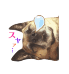 我が家のあずきなこ（個別スタンプ：12）
