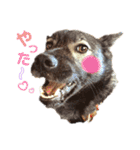 我が家のあずきなこ（個別スタンプ：18）