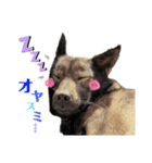 我が家のあずきなこ（個別スタンプ：20）