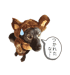 我が家のあずきなこ（個別スタンプ：24）