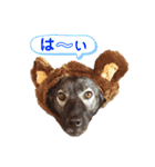 我が家のあずきなこ（個別スタンプ：26）