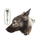 我が家のあずきなこ（個別スタンプ：31）