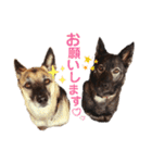 我が家のあずきなこ（個別スタンプ：34）