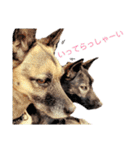 我が家のあずきなこ（個別スタンプ：37）