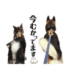 我が家のあずきなこ（個別スタンプ：38）