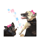 我が家のあずきなこ（個別スタンプ：40）