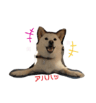 ツンデレ白柴犬！！①（個別スタンプ：7）