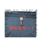 ツンデレ白柴犬！！①（個別スタンプ：11）